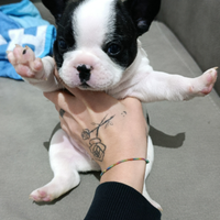 Bulldog francese