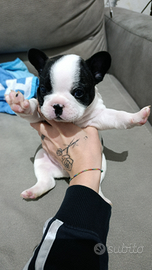 Bulldog francese