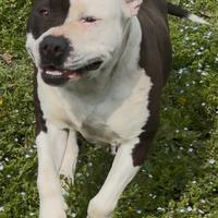 Amstaff desidera famiglia