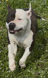 Amstaff desidera famiglia