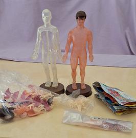 Riviste fascicoli " esplorando il corpo umano " vi