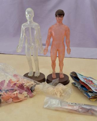 Riviste fascicoli " esplorando il corpo umano " vi