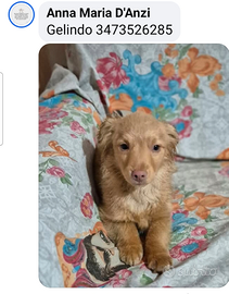 Cuccioli taglia piccola in adozione