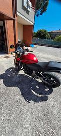Hond hornet 