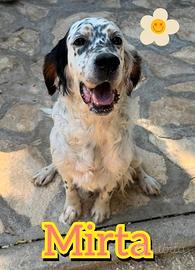 MIRTA, giovane setter inglese