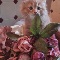 Cuccioli gatto siberiano