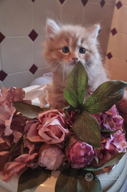 Cuccioli gatto siberiano