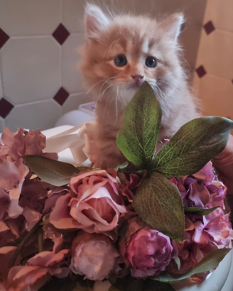 Cuccioli gatto siberiano