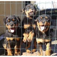 Rottweiler cuccioli