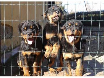 Rottweiler cuccioli