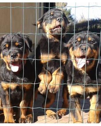 Rottweiler cuccioli