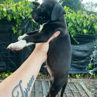 Vendita cuccioli di amstaff