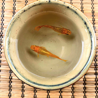 Coppie Medaka - Ogon Rodenko - Oryzias latipes