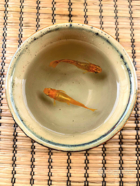 Coppie Medaka - Ogon Rodenko - Oryzias latipes