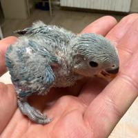 Inseparabile allevato a mano