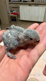 Inseparabile allevato a mano