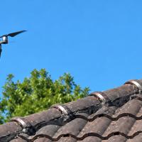 Ispezioni Tetti, Grondaie e Fabbricati con Drone