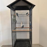 Voliera con cocorite