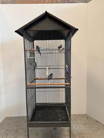 Voliera con cocorite