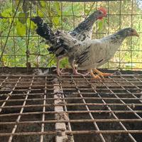 Galline ornamentali da cova