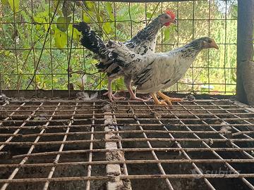 Galline ornamentali da cova