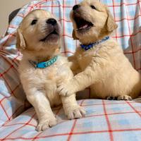 Cuccioli Golden Retriever di due mesi disponibili