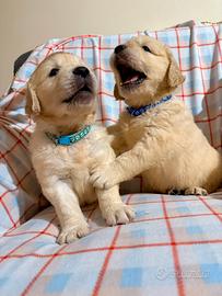 Cuccioli Golden Retriever di due mesi disponibili