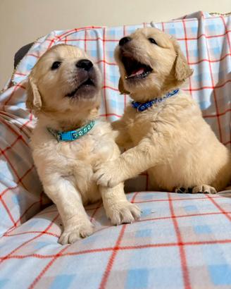Cuccioli Golden Retriever di due mesi disponibili