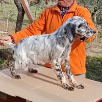 Cucciolo setter inglese