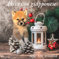 Akita inu cuccioli