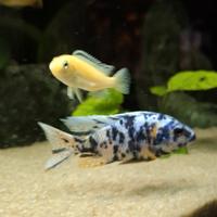 Aulonocara calico ob