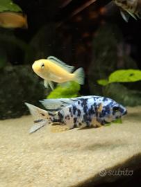 Aulonocara calico ob