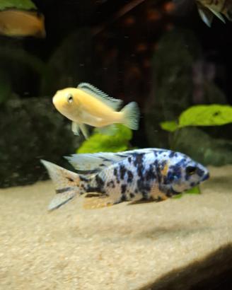 Aulonocara calico ob