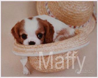 Cuccioli Cavalier king originali