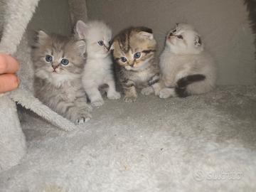 Scottish fold. Scottish straight