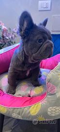 Bulldog baby Toys