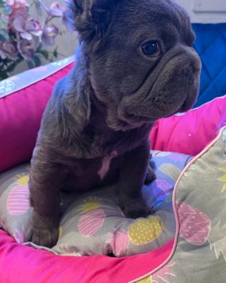 Bulldog baby Toys