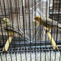 Diamante mandarino e canarini