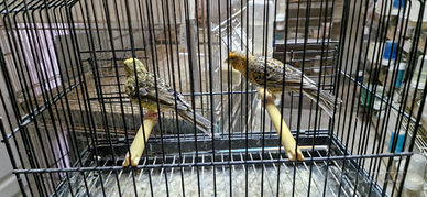 Diamante mandarino e canarini