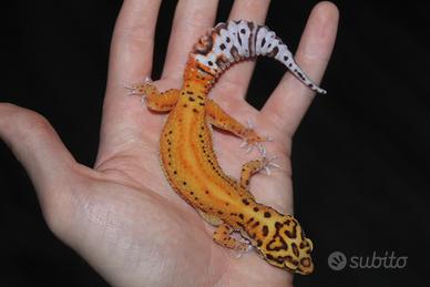 Geco leopardino