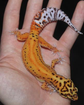 Geco leopardino