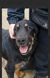 ZELDA sei una patatona