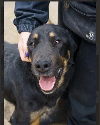 ZELDA sei una patatona