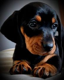 Cucciolo di bassotto maschietto color nero lucido