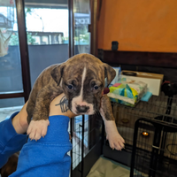 American Bully cuccioli