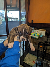 American Bully cuccioli