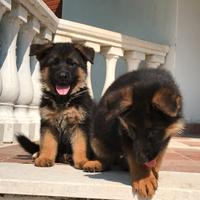 Cuccioli pastore tedesco