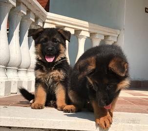 Cuccioli pastore tedesco