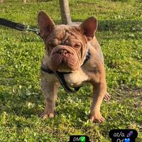 Bulldog francese monta