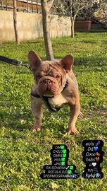 Bulldog francese monta